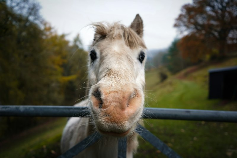 A Welsh Mountain pony looking over a fence